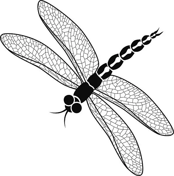 Vector illustration of vector dragonfly in black and white