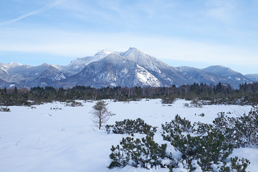 moor landscape in the bavarian alps in winter