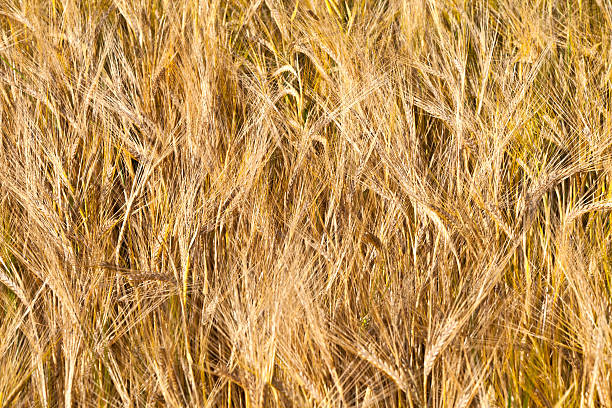 istock pattern of golden field 535068317
