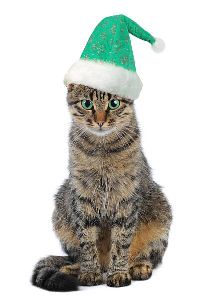 istock Christmas Santa cat 535070281