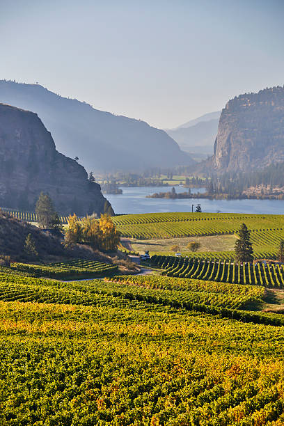 istock vineyard okanagan valley mcintyre bluff vasuex lake 535070387