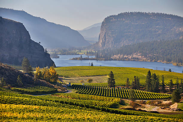 istock vineyard okanagan valley mcintyre bluff vasuex lake 535070407