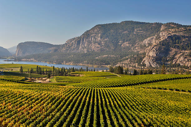 azienda vinivola okanagan valley mcintyre vasuex lago bluff - okanagan vineyard okanagan valley valley foto e immagini stock