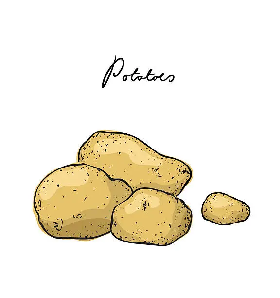 Vector illustration of Potatoes