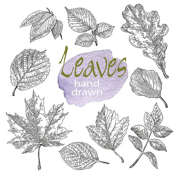 Vector illustration of Collection of highly detailed hand drawn leaves  on white background