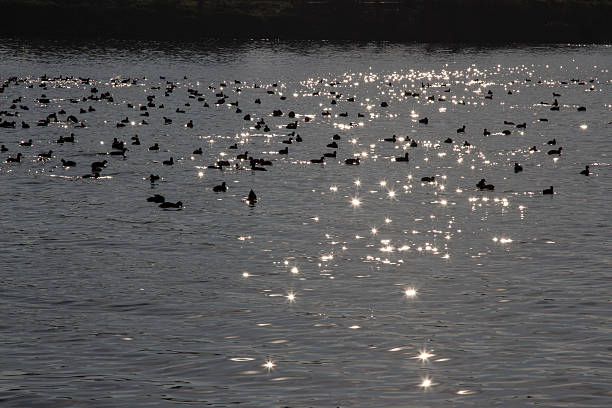 istock Fulica atra's on the lake 535072143