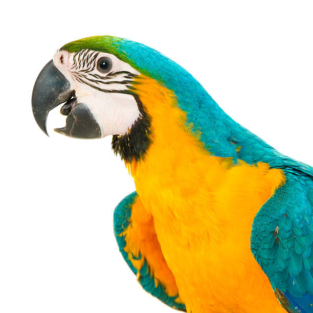 istock Closeup of a blue-and-yellow Macaw 535073705