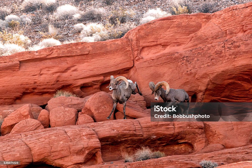 Two desert Bighorn Sheep Rams Fighting One male kicks up his heels at another during mating season on a rocky desert ledge in the Nevada desert Fighting Stock Photo