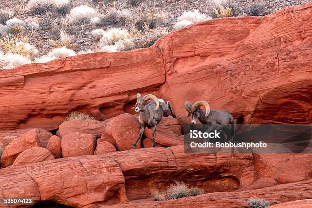 Two Desert Bighorn Sheep Rams Fighting Stock Photo - Download Image Now - Fighting, Ram - Animal, 2015