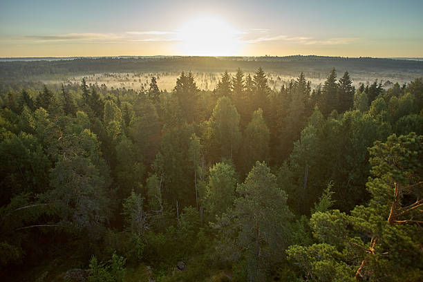 istock Sunrise in the Forest 535074387