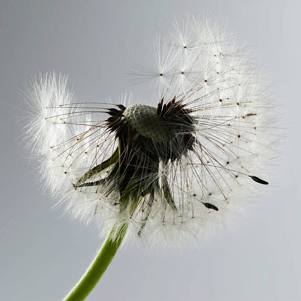 istock Macro Shot Of Dandelion 535075257