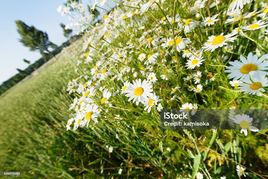 Beautiful Daisies Grassland Of Wildflowers - Beautiful Marguerites  2015 Stock Photo