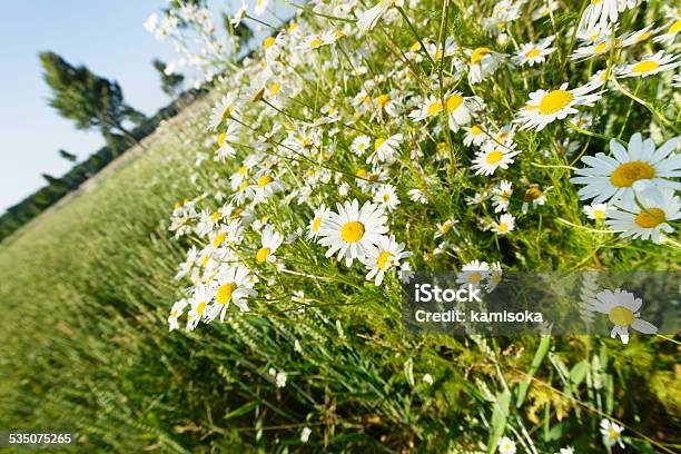 Beautiful Daisies Stock Photo - Download Image Now - 2015, Agricultural Field, Beauty In Nature