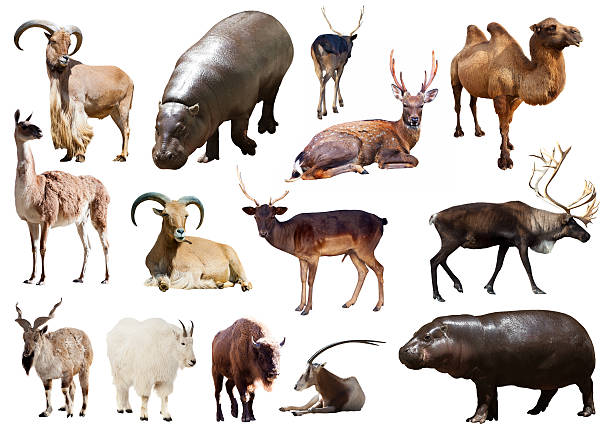 istock hippo and other Artiodactyla mammal animals 535075749