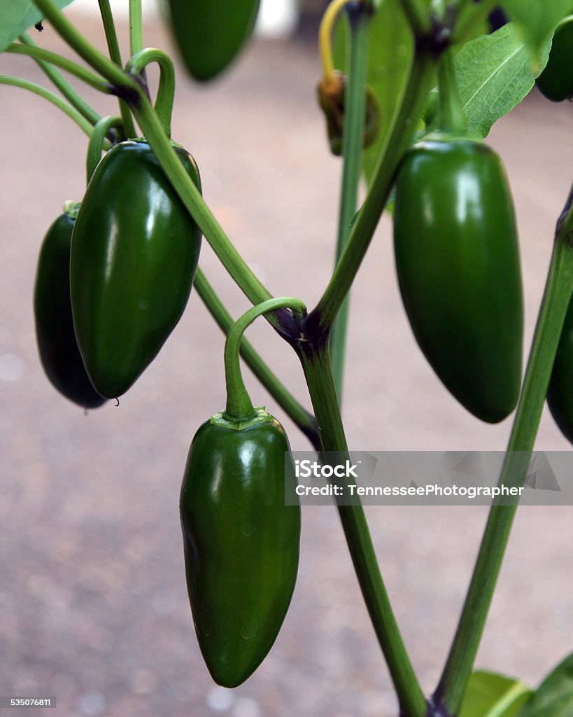 Jalapeno pepper plant Close-up image of a live jalapeno pepper plant. 2015 Stock Photo