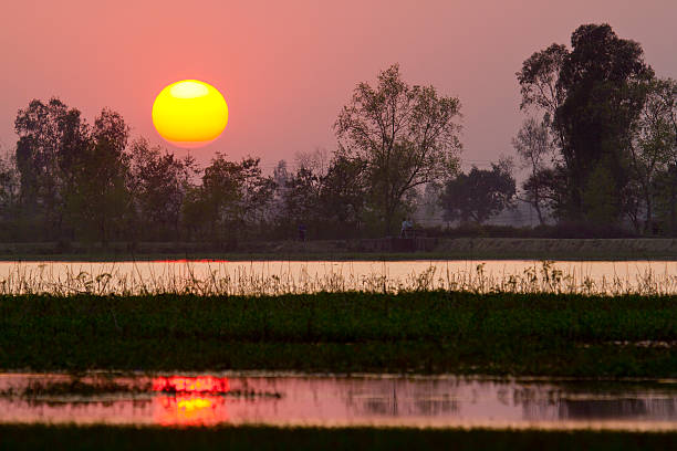 istock Sunset in terai swamp in Nepal 535077337
