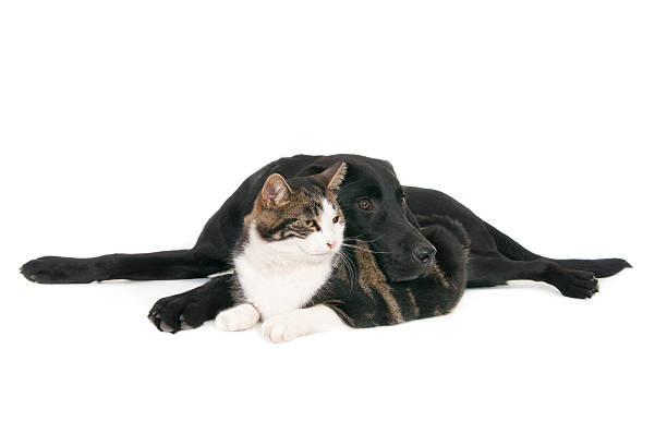 istock Cat and (labrador retriever) dog peacefully pose together 535078303