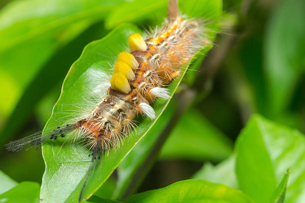 istock Closeup Caterpillar on a green leaf. 535078851