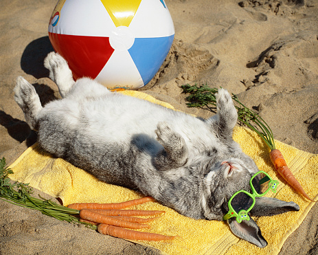Big rabbit wearing sunglasses enjoys life on the beach, complete with beach ball, and carrot snacks. Some bunny definitely needed a vacation!