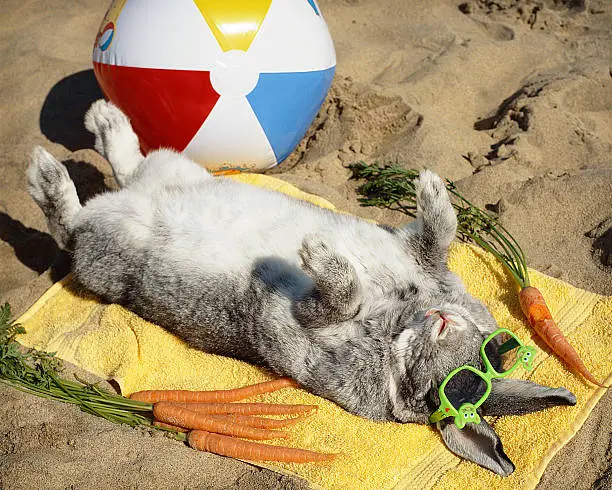 Photo of Sun bathing bunny rabbit vacations on the beach