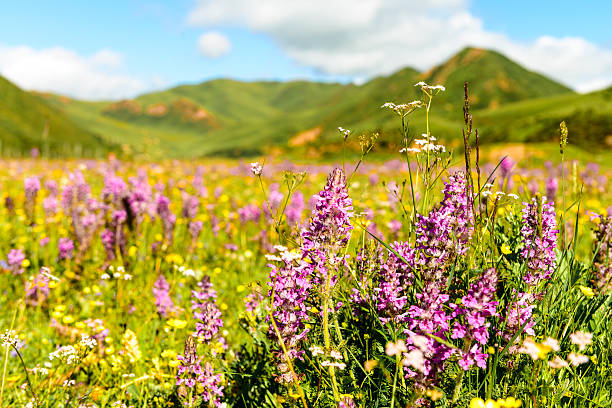 istock wild flower closeup  in tibetan meadow 535079665
