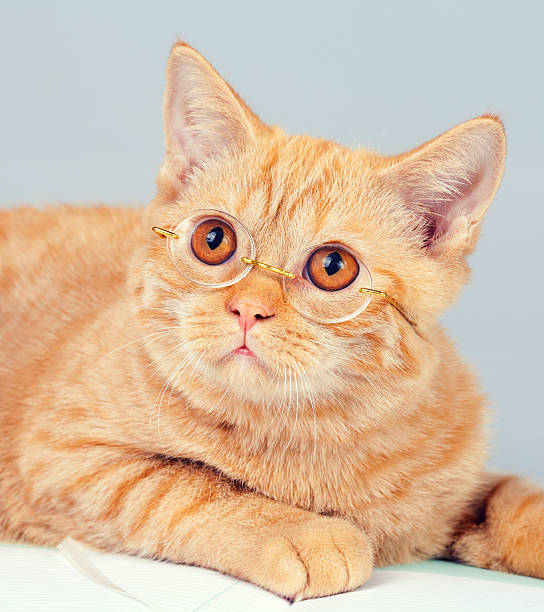 istock Cute business cat wearing glasses 535106473
