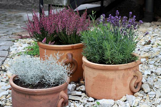 lavender and heather in terracotta pots