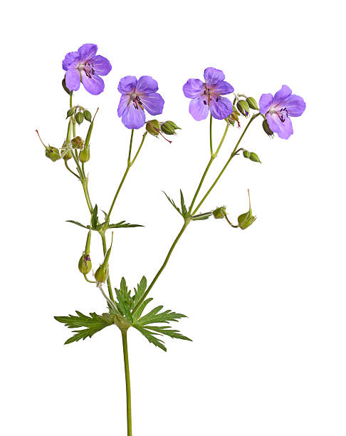 vier blumen auf lila geranie cultivar auf weiß - 4813 stock-fotos und bilder