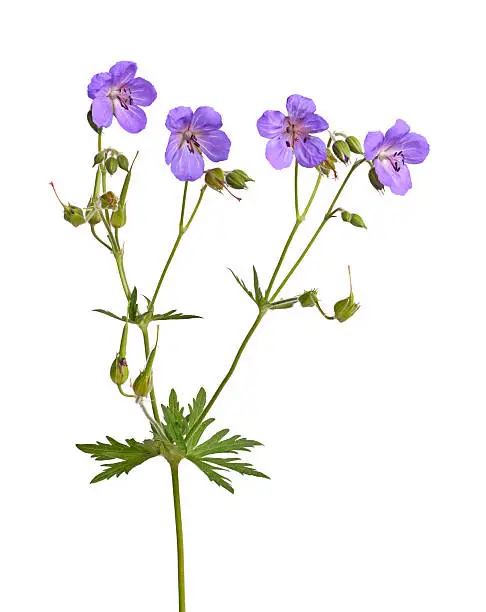 Four bright purple flowers of a Geranium or cranesbill cultivar isolated against a white background