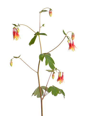 Single stem with nodding red and yellow flowers of wild (eastern red or Canadian) columbine (Aquilegia canadensis) isolated against a white background