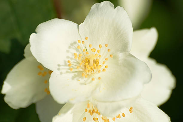 istock white jasmine flower on the bush 535114505