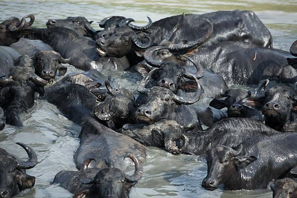 istock group of water buffalo. 535115131