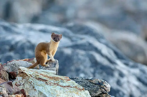 Standing on a granite boulder and glancing up, a quick moving and wild long tailed weasel zips from boulder to boulder  during an early morning alpine hunt near 11,000 feet in Rocky Mountain National Park in Colorado.