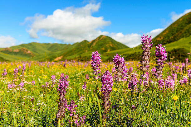 istock wild flower closeup  in tibetan meadow 535116671