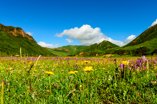 skyline,landscape and wild flower in tibetan meadow