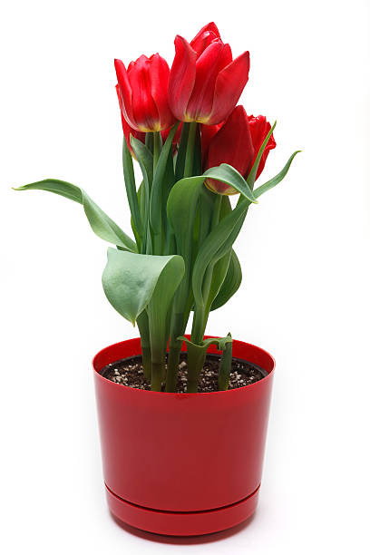 Red tulips in a red pot