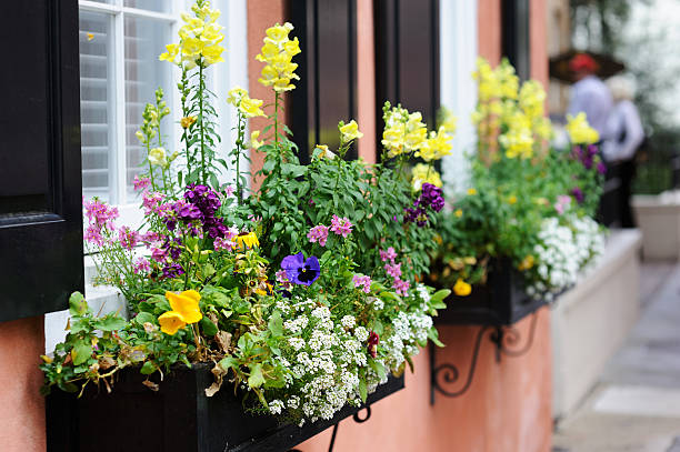 istock Flowers on Window Sill in Charleston 535117391