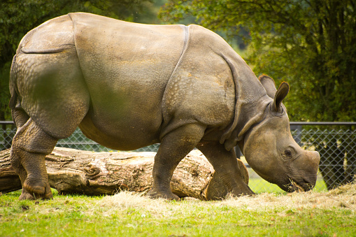 A Nepal Rhinoceros eating hay.