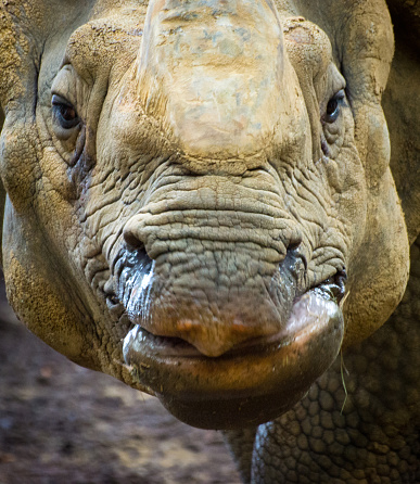 A Nepal Rhinoceros head close up..