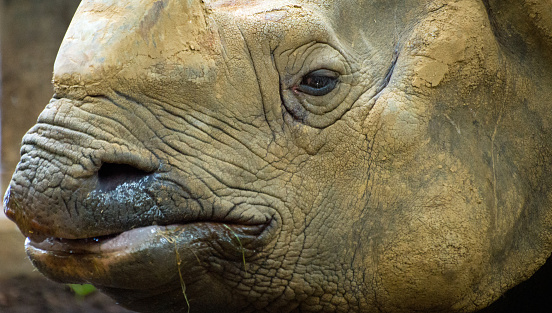 A Nepal Rhinoceros head close up..