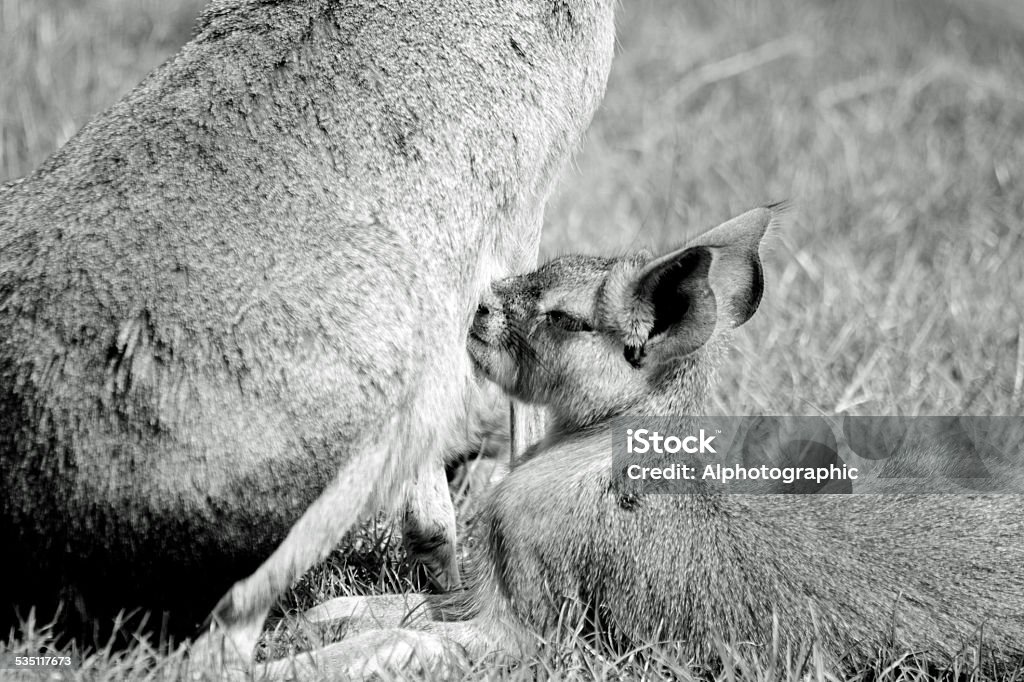 Mara or Patagonian Hare South American Mara rodent nursing young. 2015 Stock Photo