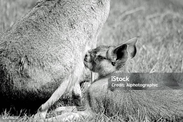 Mara Or Patagonian Hare Stock Photo - Download Image Now - 2015, Animal, Animal Family