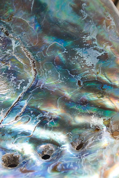 istock Close Up of Paua Shell (New Zealand Abalone) 535117745