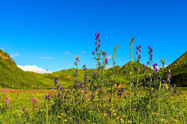 istock wild flower closeup  in tibetan meadow 535117931