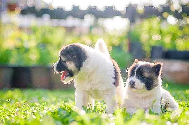 istock Dog and puppies 535118253