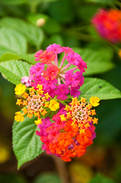 Lantana Camara Flower stock photo