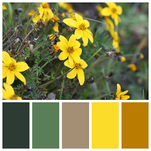 istock Cosmos sulphureus with complimentary colour swatches 535161547