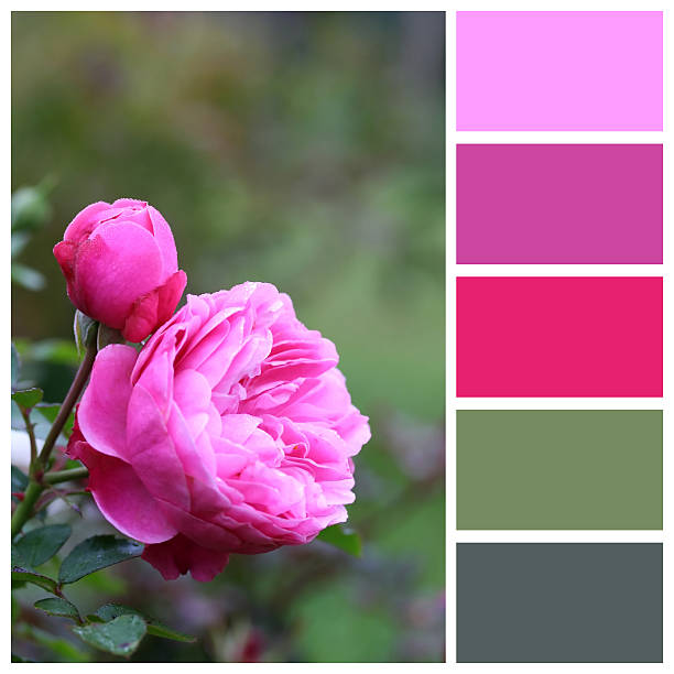 istock Rose macro with complimentary colour swatches 535161553
