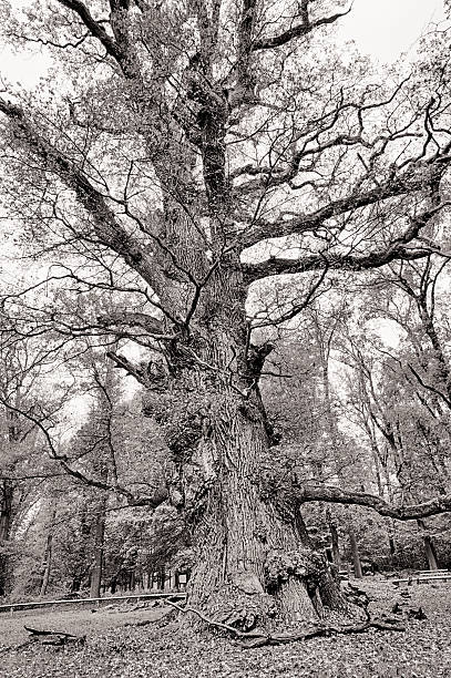 istock HDR shoot of an very old oak 535161645