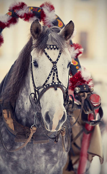 istock Muzzle of a white horse in a harness. 535161669